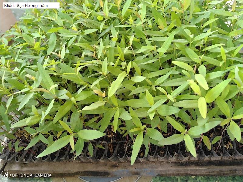 Khách Sạn Hương Tràm