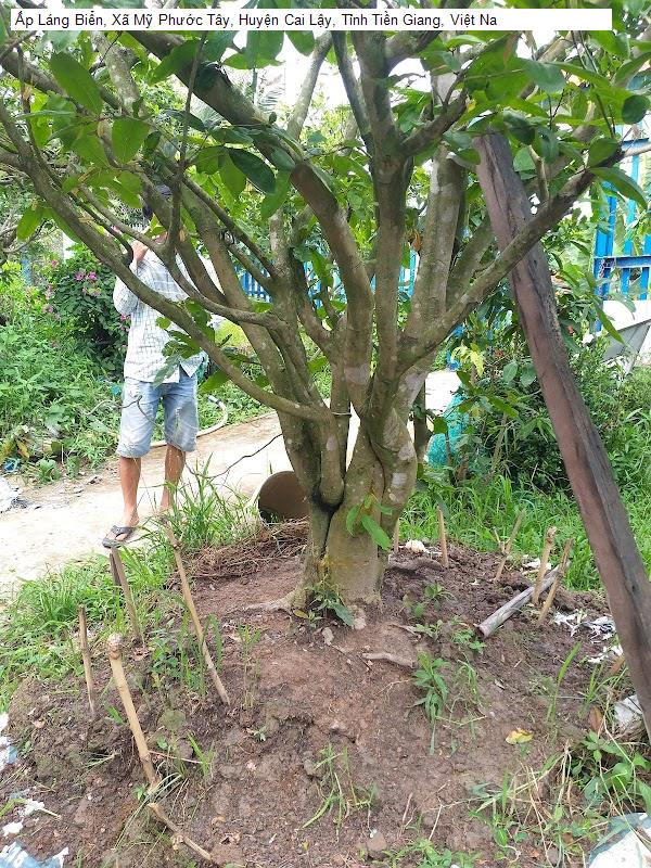 Ấp Láng Biển, Xã Mỹ Phước Tây, Huyện Cai Lậy, Tỉnh Tiền Giang, Việt Na