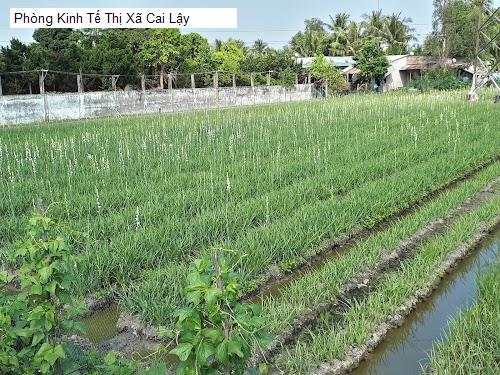 Phòng Kinh Tế Thị Xã Cai Lậy